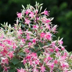 Fuchsia Walz Jubelteen | 9cm Pot