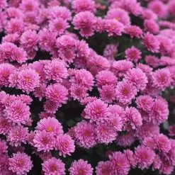 Chrysanthemum Jasoda Mauve (PBR) | 19cm Pot