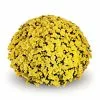 Chrysanthemum Jasoda Yellow (PBR) | 19cm Pot