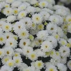 Chrysanthemum Jasoda White (PBR) | 19cm Pot
