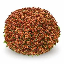 Chrysanthemum Jasoda Dark Orange (PBR) | 19cm Pot