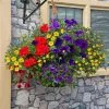Primary Colours - Easyplanter For Hanging Baskets & Patio Pots | -Perennial Plants Sales Store BP30000745 9dd0