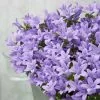 Campanula Portenschlagiana Ambella Lavender ('Ptb11701') (PBR) | 10.5cm Pot