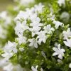 Campanula Portenschlagiana Ambella White ('Ptw1101') (PBR) (Ambella Series) | 10.5cm Pot