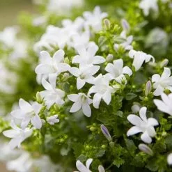 Campanula Portenschlagiana Ambella White ('Ptw1101') (PBR) (Ambella Series) | 10.5cm Pot