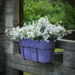 Campanula Adansa White Compact ('Psw 09102') (PBR) | 10.5cm Pot