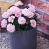 Dianthus I Love You | 10.5cm Pot