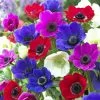 Anemone Coronaria De Caen Group Mixed | 25 Bulbs