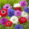 Anemone Coronaria Saint Bridgid Group Mixed | 25 Bulbs -Perennial Plants Sales Store BU30000223 8497