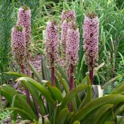 Eucomis Comosa Sparkling Burgundy | 1 Tuber