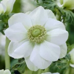 Anemone Coronaria (De Caen Group) Die Braut | 20 Bulbs