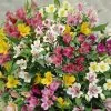 Alstroemeria Ligtu Hybrids | 5 X Bare Root Plants