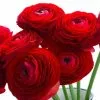Ranunculus Asiaticus Aviv Red (Aviv Series) | 12 Corms -Perennial Plants Sales Store BU30001713 9153