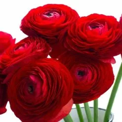 Ranunculus Asiaticus Aviv Red (Aviv Series) | 12 Corms