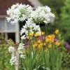Agapanthus Polar Ice | Bare Root Plant -Perennial Plants Sales Store BU30003064 fa03