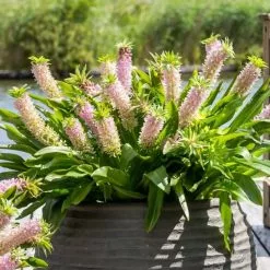 Eucomis Nani ('Gsalipol') (PBR) (Aloha Lily Series) | 1 Tuber