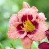 Hemerocallis Strawberry Candy | Bare Root Plant 2 Hemerocallis Strawberry Candy | Bare Root Plant -Perennial Plants Sales Store BU30003140 01d4