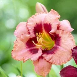 Hemerocallis Strawberry Candy | Bare Root Plant