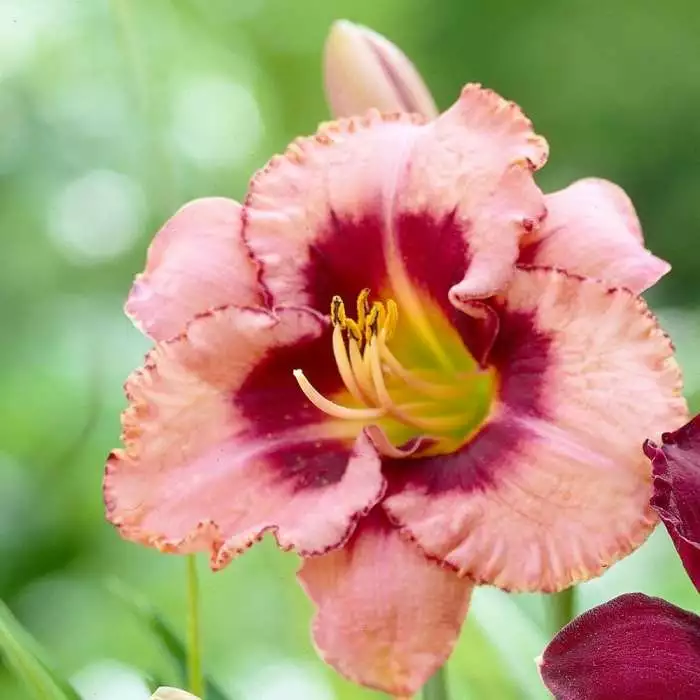 Hemerocallis Strawberry Candy | Bare Root Plant 3 Hemerocallis Strawberry Candy | Bare Root Plant