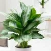 Aglaonema Jubilee Compacta (PBR) | 12cm Pot