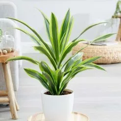Dracaena Fragrans (Deremensis Group) Lemon Lime | 17cm Pot