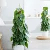 Philodendron Scandens | 19cm Pot -Perennial Plants Sales Store HP30000034 1b79