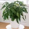 Philodendron Xanadu | 21cm Pot -Perennial Plants Sales Store HP30000035 0380