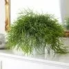 Rhipsalis Baccifera | 12cm Pot -Perennial Plants Sales Store HP30000036 39ff