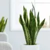 Sansevieria Trifasciata Var. Laurentii | 14cm Pot -Perennial Plants Sales Store HP30000037 dca8