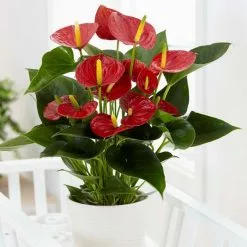 Anthurium (Andraeanum Group) Red Champion ('Anthbnena') (PBR) | 14cm Pot