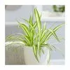 Chlorophytum Comosum Variegatum | 12cm Pot -Perennial Plants Sales Store HP30000040 1737