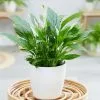 Spathiphyllum Wallisii Bellini | 13cm Pot