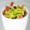 Dionaea Muscipula | 8.5cm Pot -Perennial Plants Sales Store HP30000047 2348