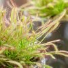 Drosera Capensis | 8.5cm Pot