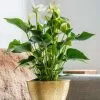 Anthurium White Champion ('Anthefaqyr') (PBR) | 14cm Pot -Perennial Plants Sales Store HP30000056 d5f1