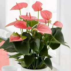 Anthurium Pink Champion ('Antinkeles') (PBR) | 14cm Pot