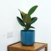 Ficus Elastica Robusta | 17cm Pot