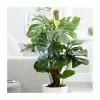Monstera Deliciosa | 19cm Pot