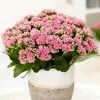 Kalanchoe Blossfeldiana Don Nando (PBR) | 12cm Pot -Perennial Plants Sales Store HP30000063 3204