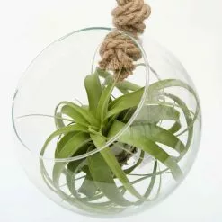 Tillandsia Xerographica | Approx 20cm Orb