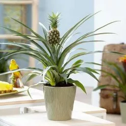 Ananas Comosus Corona ('Duranas2') (PBR) | 12cm Pot