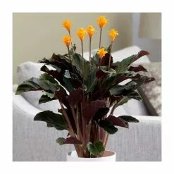 Goeppertia Crocata Tassmania | 14cm Pot