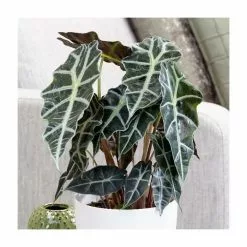 Alocasia × Amazonica Polly | 16cm Pot