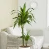 Dracaena Fragrans Janet Craig | 19cm Pot