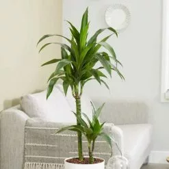 Dracaena Fragrans Janet Craig | 19cm Pot
