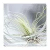 Tillandsia Argentea | 1 Plant 2 Tillandsia Argentea | 1 Plant -Perennial Plants Sales Store HP30000107 3bee