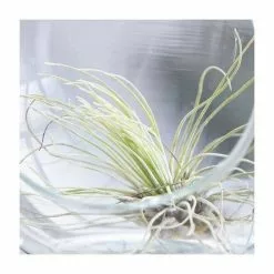 Tillandsia Argentea | 1 Plant