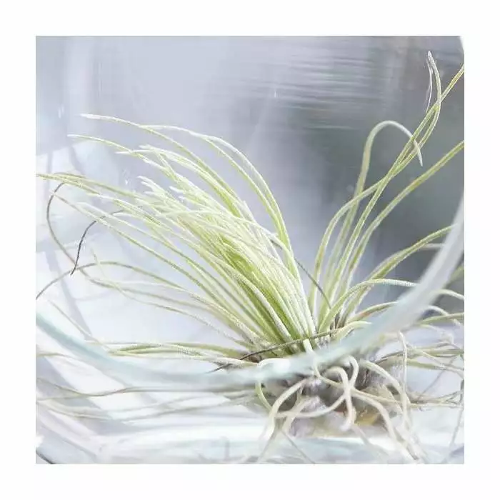 Tillandsia Argentea | 1 Plant 3 Tillandsia Argentea | 1 Plant