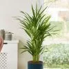 Dypsis Lutescens | 17cm Pot -Perennial Plants Sales Store HP30000131 15a1