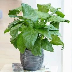 Calathea Network ('Pp0005') (PBR) | 14cm Pot